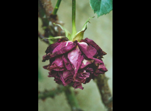 Fiori e farfalle